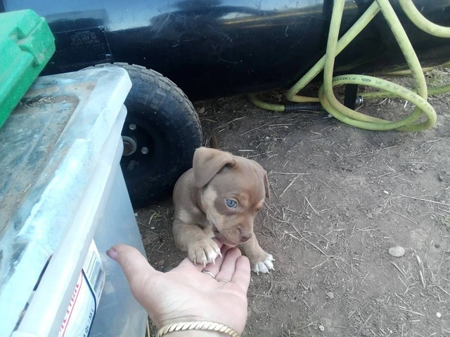Playful Chiweenie Puppy for adoption - 2/6