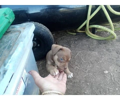 Playful Chiweenie Puppy for adoption - 2