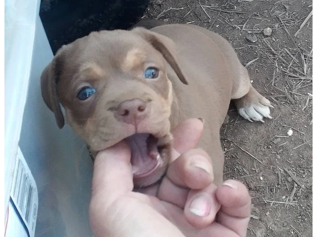 Playful Chiweenie Puppy for adoption - 3/6