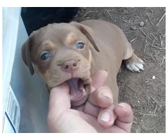 Playful Chiweenie Puppy for adoption - 3