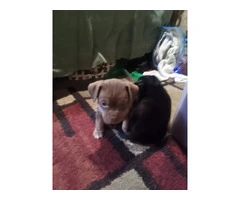Playful Chiweenie Puppy for adoption - 5