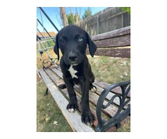 6 Labrabull puppies available