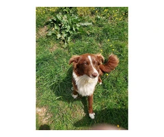 Meet Molly, the Potential Sheep Dog Looking for a Loving Home - 1