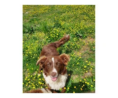 Meet Molly, the Potential Sheep Dog Looking for a Loving Home - 2