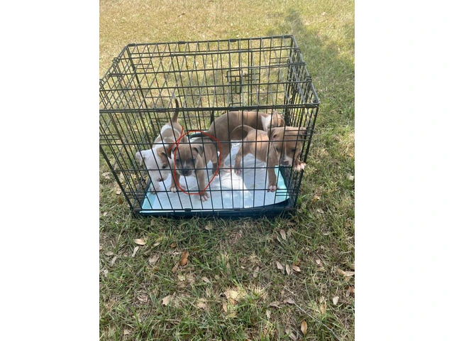 4 tricolor XL Pitbull puppies for sale - 1/7