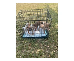 4 tricolor XL Pitbull puppies for sale - 1