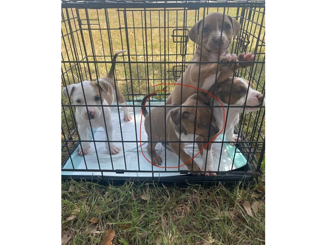 4 tricolor XL Pitbull puppies for sale - 5/7