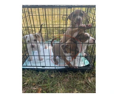 4 tricolor XL Pitbull puppies for sale - 5