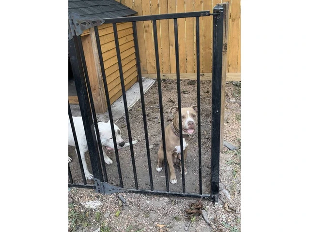 4 tricolor XL Pitbull puppies for sale - 6/7