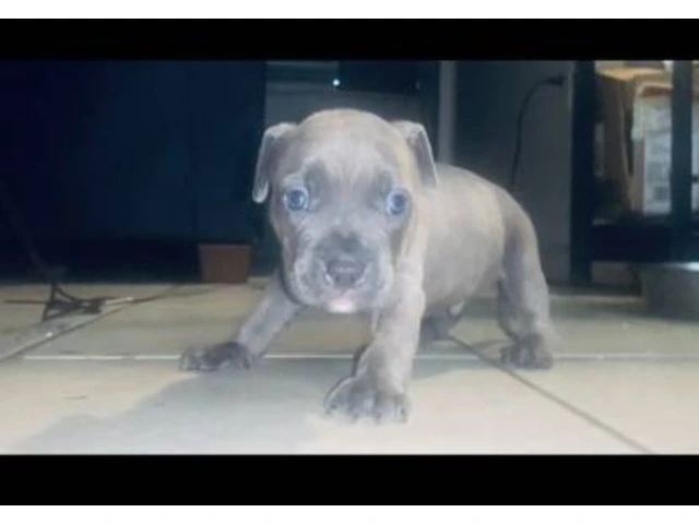 2 Small breed Pocket Bully puppy for sale - 1/4