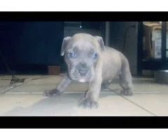2 Small breed Pocket Bully puppy for sale