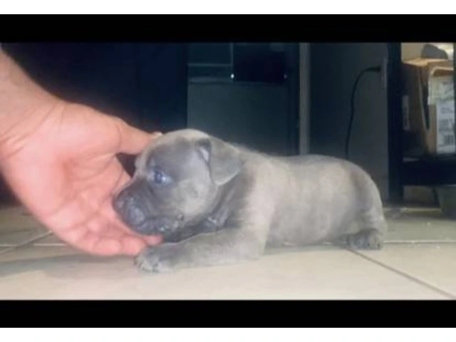 2 Small breed Pocket Bully puppy for sale - 2/4