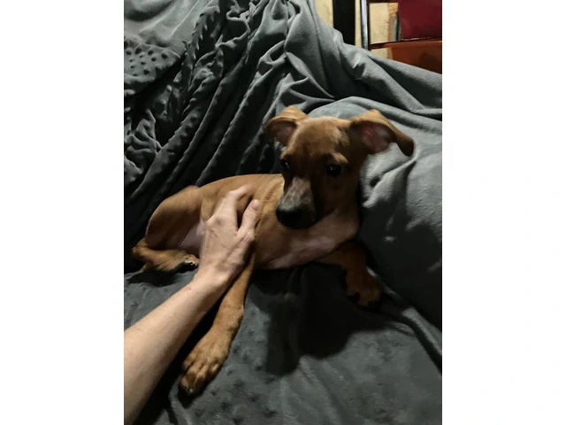 2 mini Corgi/Chihuahua puppies need a home - 3/16