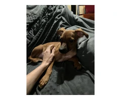 2 mini Corgi/Chihuahua puppies need a home - 3