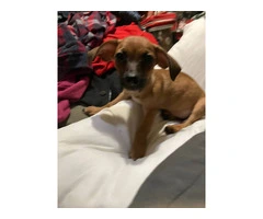 2 mini Corgi/Chihuahua puppies need a home - 4