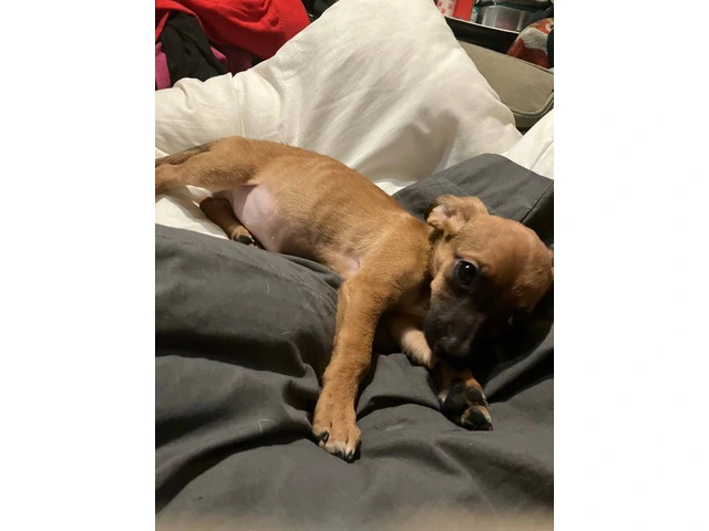 2 mini Corgi/Chihuahua puppies need a home - 5/16