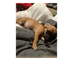2 mini Corgi/Chihuahua puppies need a home - 5