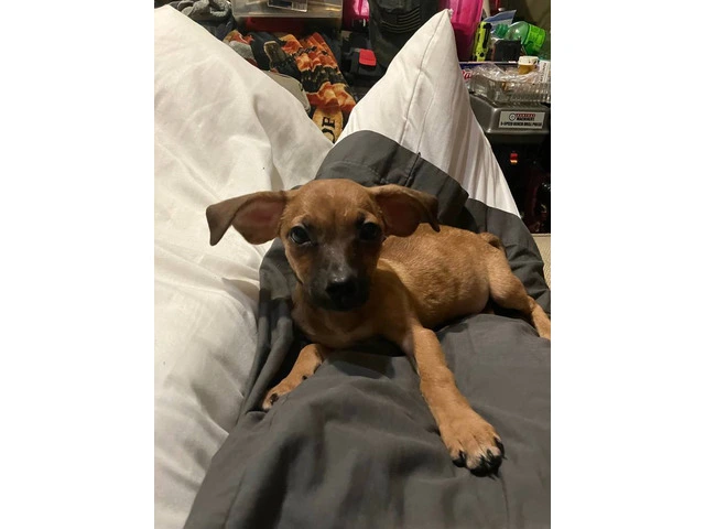 2 mini Corgi/Chihuahua puppies need a home - 6/16