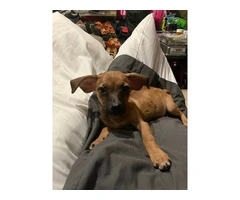2 mini Corgi/Chihuahua puppies need a home - 6