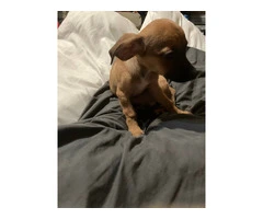 2 mini Corgi/Chihuahua puppies need a home - 7