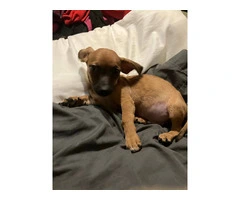 2 mini Corgi/Chihuahua puppies need a home - 8
