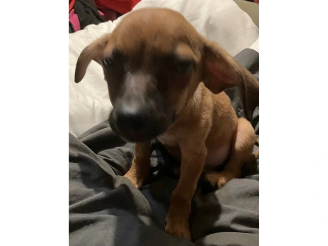 2 mini Corgi/Chihuahua puppies need a home - 9/16