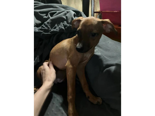 2 mini Corgi/Chihuahua puppies need a home - 10/16
