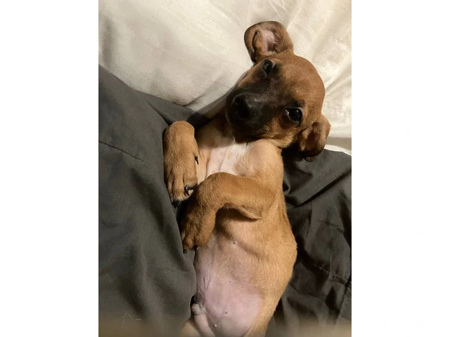 2 mini Corgi/Chihuahua puppies need a home - 11/16