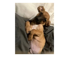 2 mini Corgi/Chihuahua puppies need a home - 11