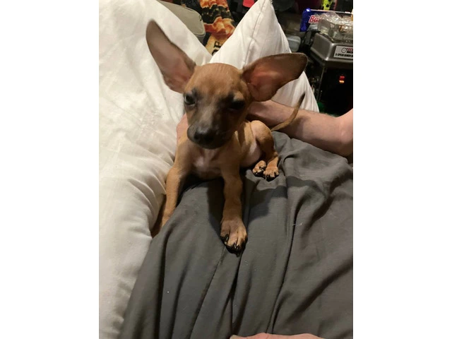 2 mini Corgi/Chihuahua puppies need a home - 12/16