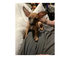 2 mini Corgi/Chihuahua puppies need a home - 12