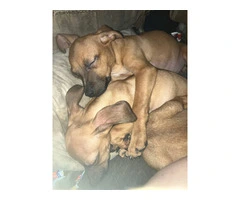 2 mini Corgi/Chihuahua puppies need a home - 13