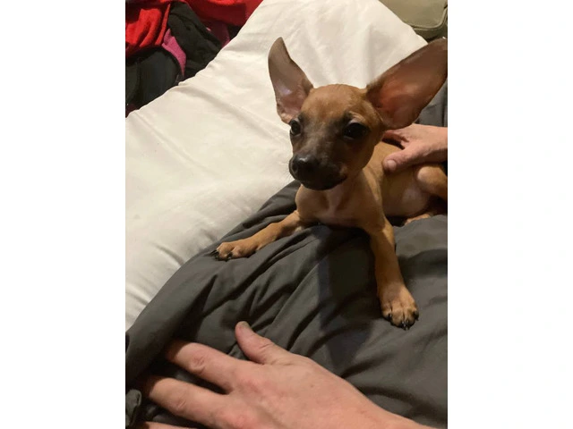 2 mini Corgi/Chihuahua puppies need a home - 14/16