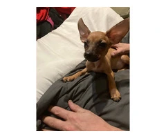 2 mini Corgi/Chihuahua puppies need a home - 14