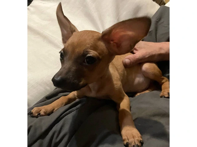 2 mini Corgi/Chihuahua puppies need a home - 16/16