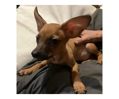 2 mini Corgi/Chihuahua puppies need a home - 16
