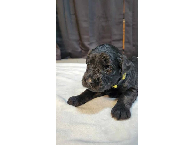 5 Giant Schnauzer puppies looking for homes - 1/13