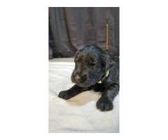 5 Giant Schnauzer puppies looking for homes