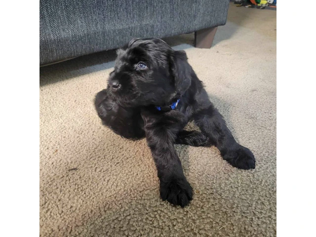 5 Giant Schnauzer puppies looking for homes - 3/13