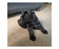 5 Giant Schnauzer puppies looking for homes - 3