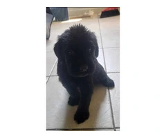 5 Giant Schnauzer puppies looking for homes - 4