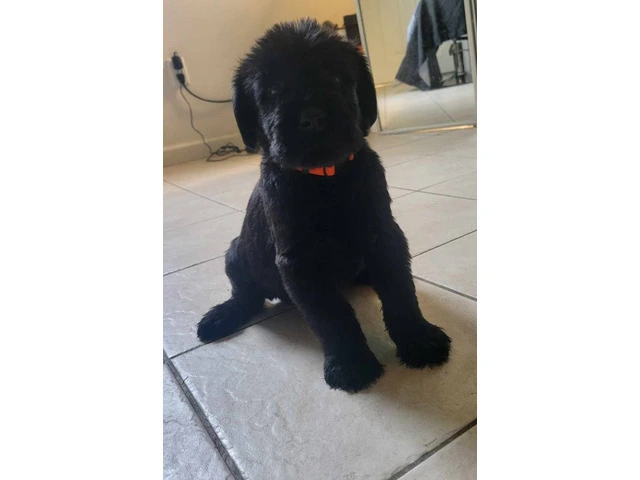 5 Giant Schnauzer puppies looking for homes - 5/13