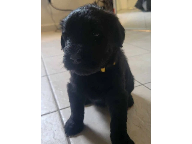 5 Giant Schnauzer puppies looking for homes - 6/13