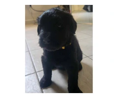5 Giant Schnauzer puppies looking for homes - 6