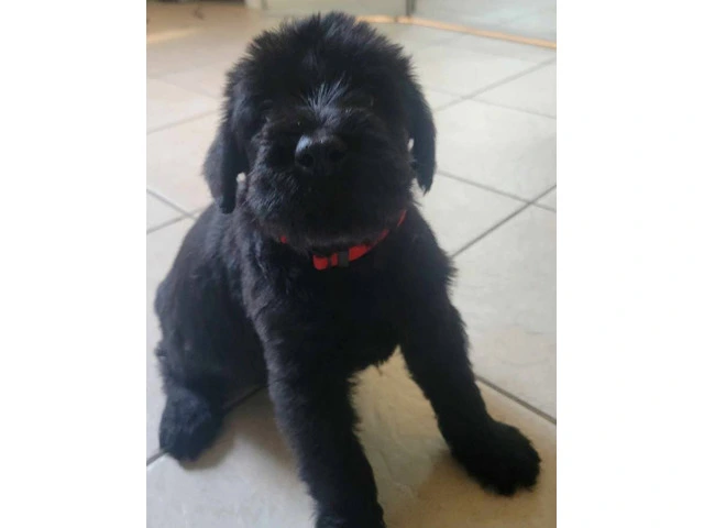 5 Giant Schnauzer puppies looking for homes - 7/13