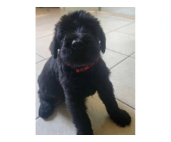 5 Giant Schnauzer puppies looking for homes - 7