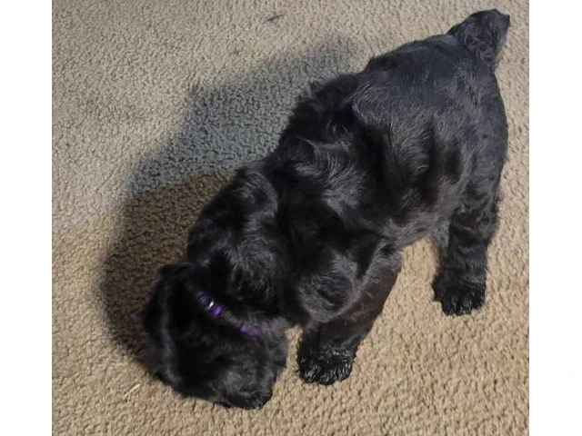 5 Giant Schnauzer puppies looking for homes - 8/13