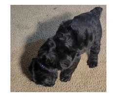 5 Giant Schnauzer puppies looking for homes - 8