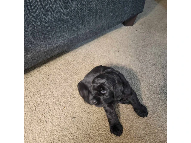 5 Giant Schnauzer puppies looking for homes - 9/13