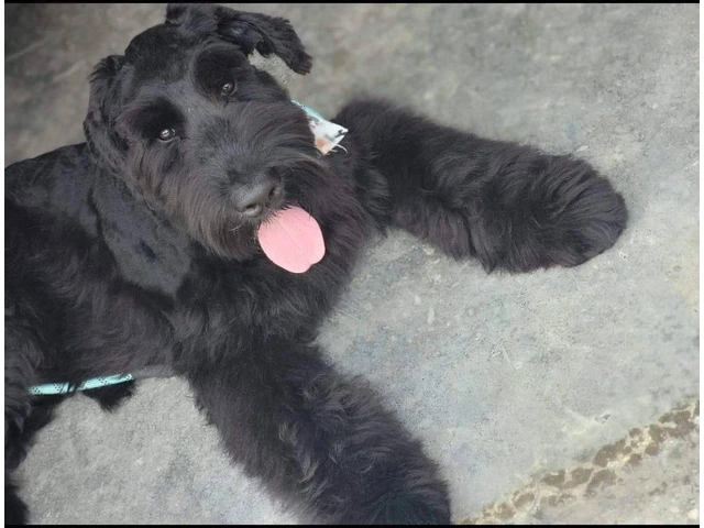 5 Giant Schnauzer puppies looking for homes - 10/13